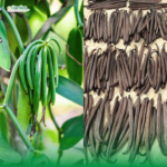 Vanilla từ A-Z: Nguồn gốc, công dụng và nhận biết Vani thiên nhiên