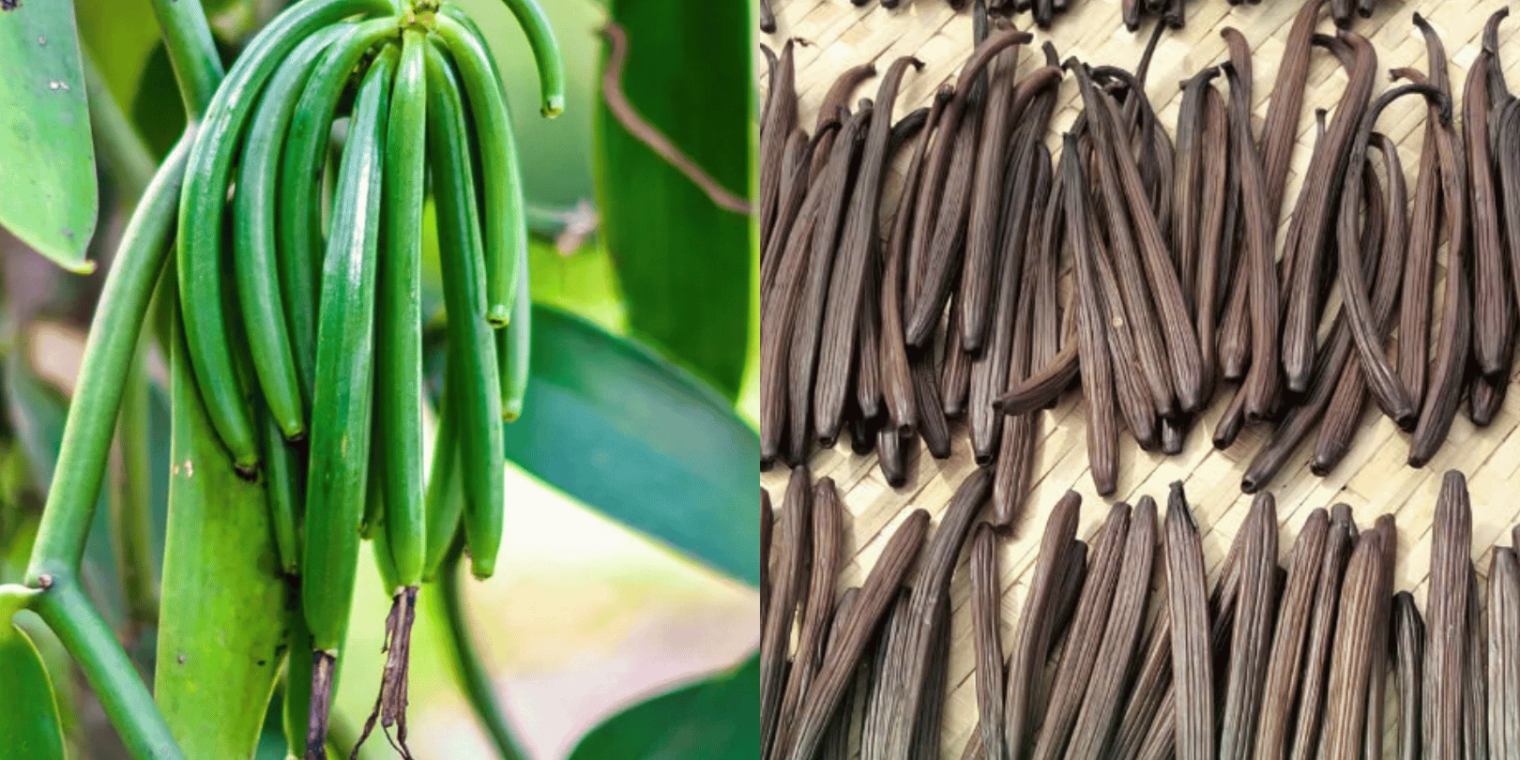 Vanilla từ A-Z: Nguồn gốc, công dụng và nhận biết Vani thiên nhiên