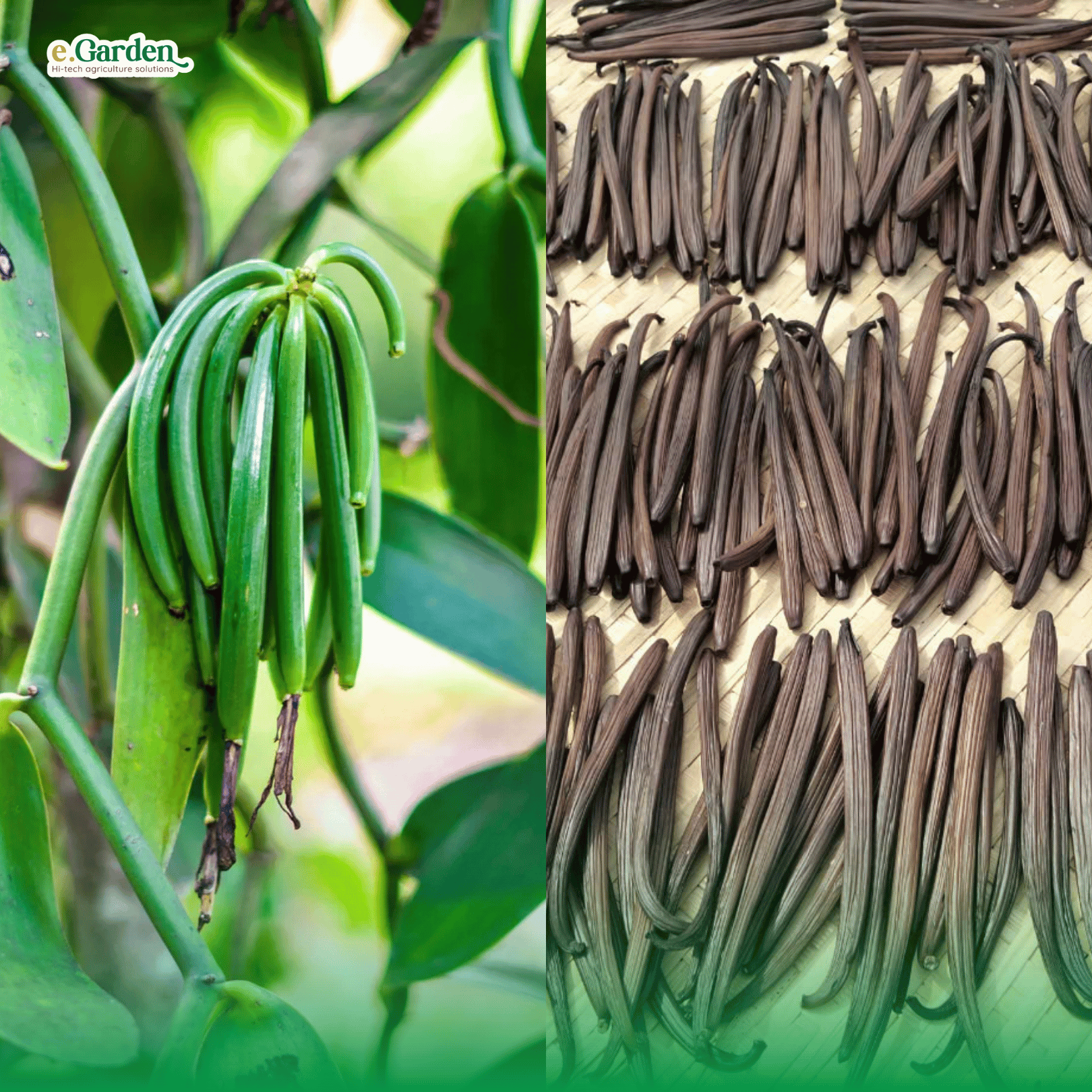 Vanilla từ A-Z: Nguồn gốc, công dụng và nhận biết Vani thiên nhiên