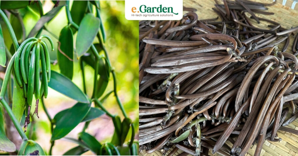 Vanilla beans tươi và khô