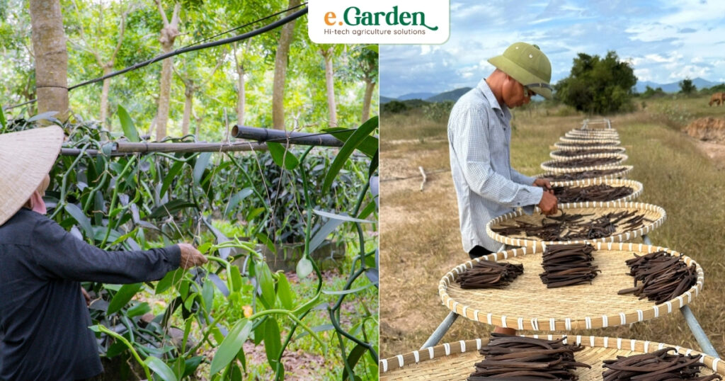 e.Garden là đơn vị chuyên trồng và sản xuất tinh dầu Vanilla cao cấp
