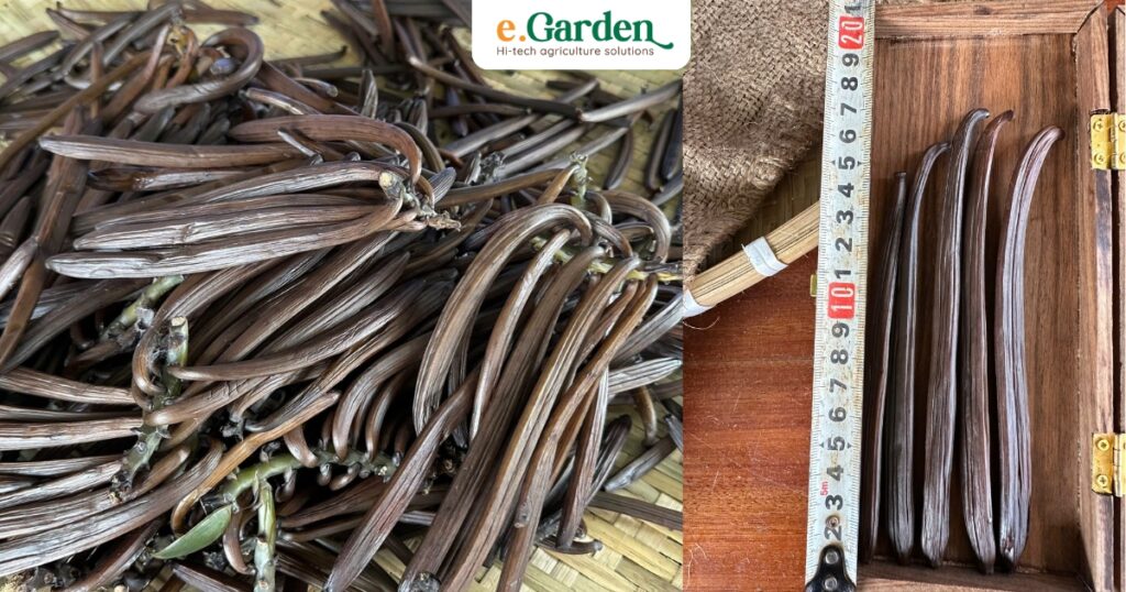 e.Garden là đơn vị chuyên trồng và sản xuất tinh dầu Vanilla cao cấp